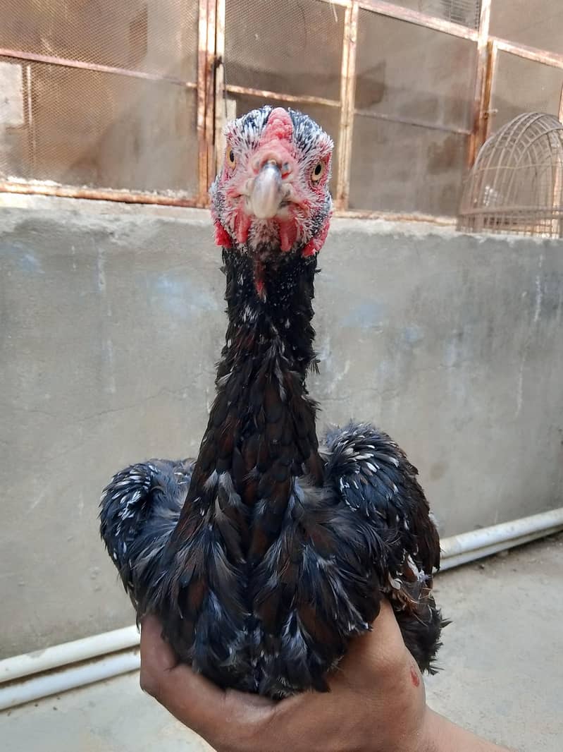 best breader hens pair 15