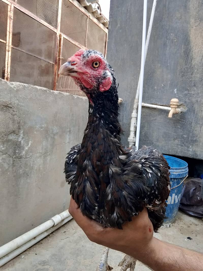 best breader hens pair 16