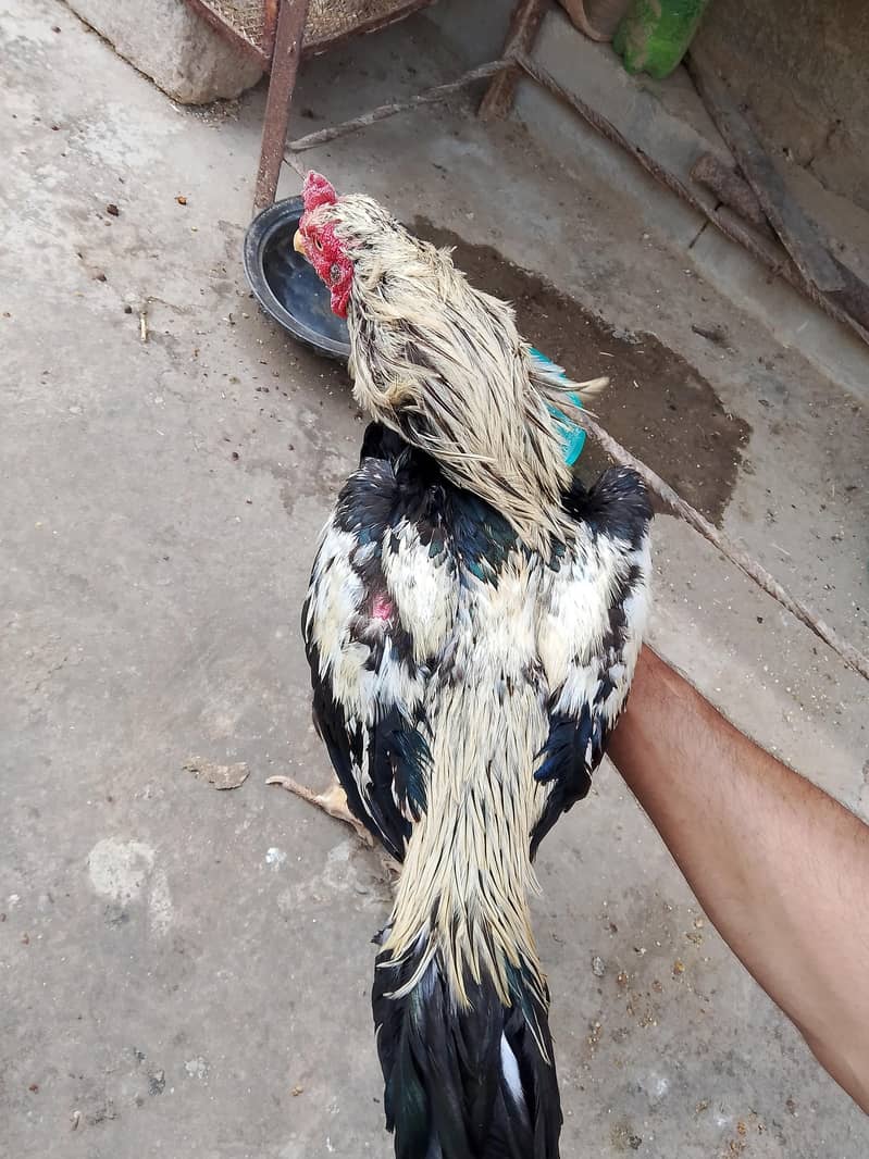 best breader hens pair 18