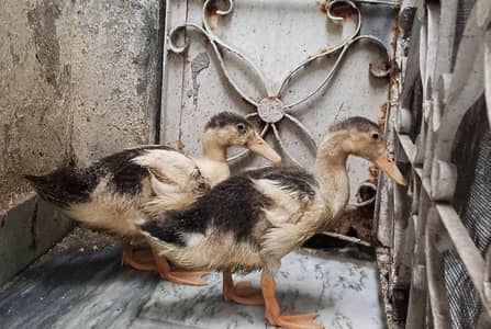 Ducks pair for sale