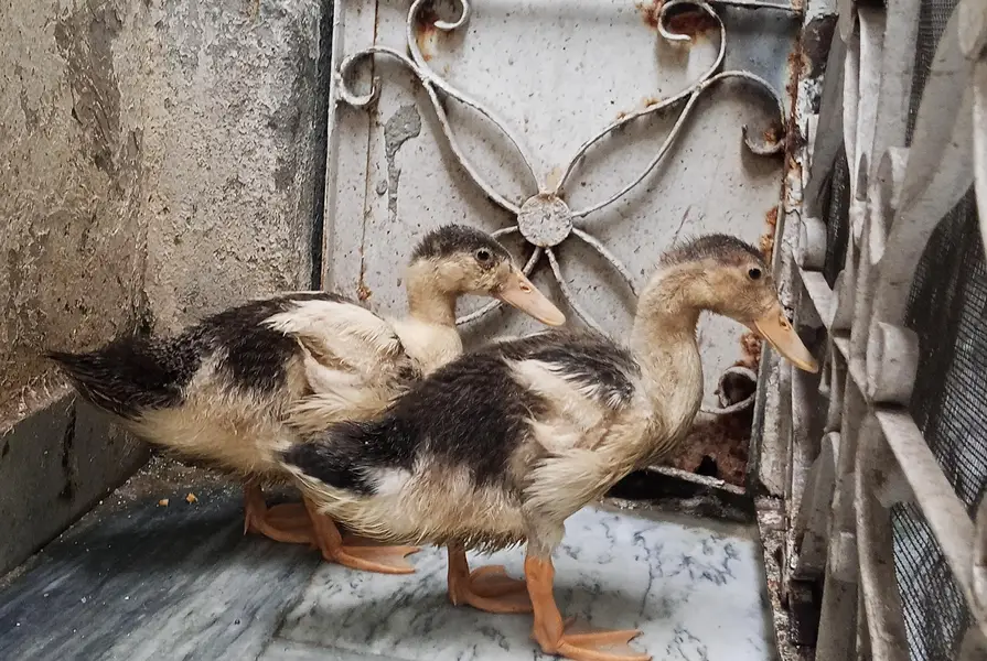 Ducks pair for sale