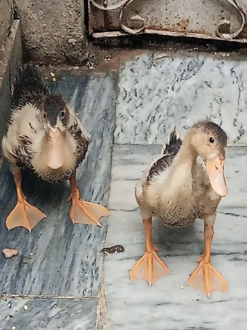 Ducks pair for sale — photo 2
