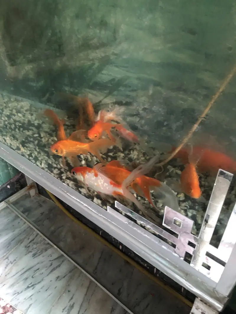 Gold fish full size. Active and healthy