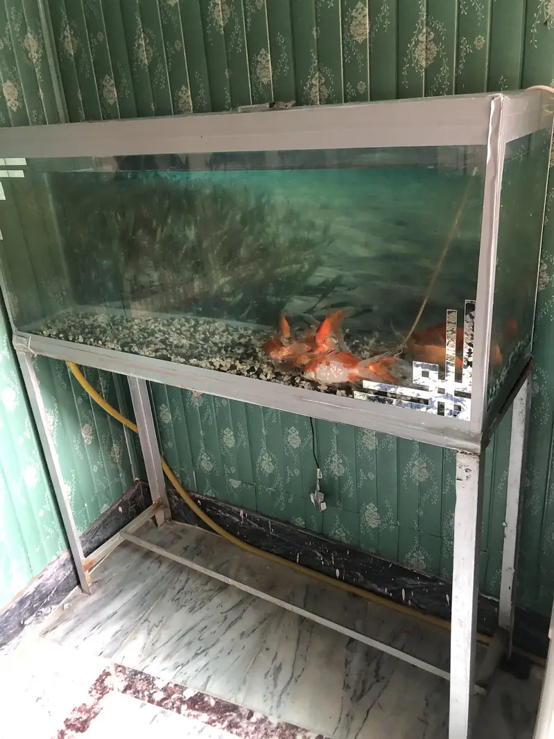 Gold fish full size. Active and healthy — photo 3