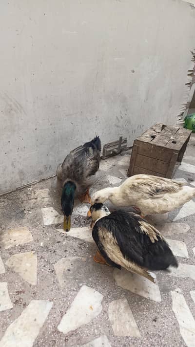 3 ducks for sale 1 male 2 female