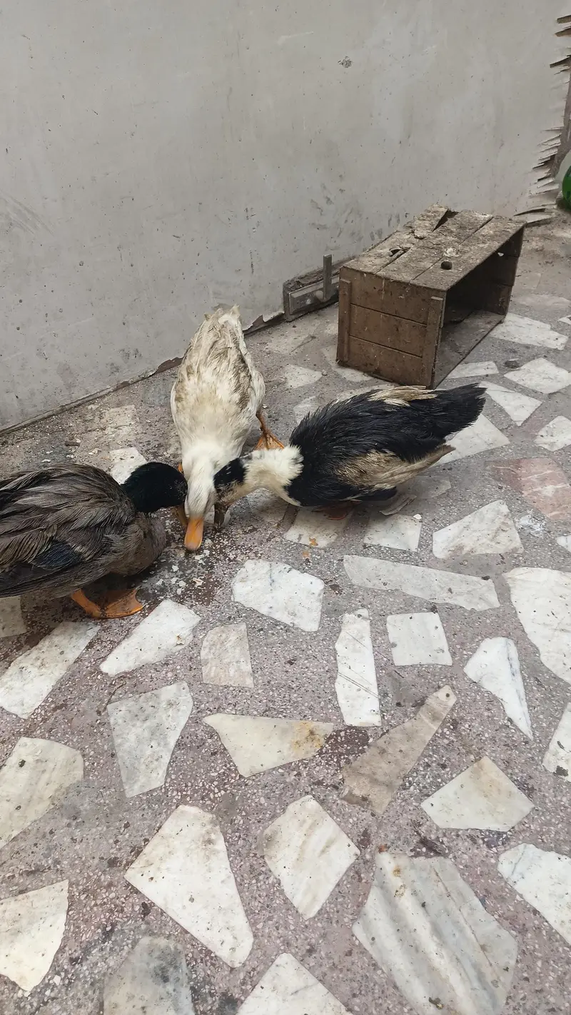3 ducks for sale 1 male 2 female — photo 2