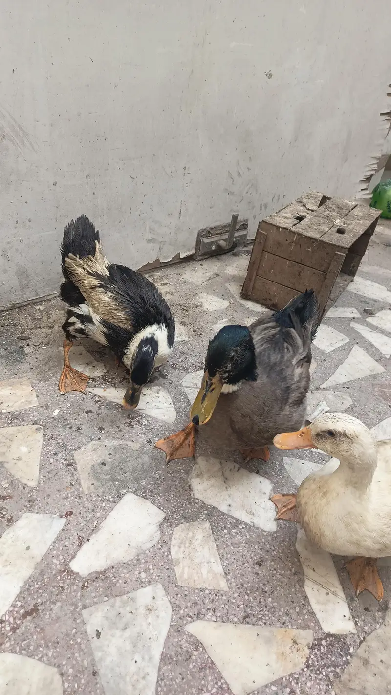 3 ducks for sale 1 male 2 female — photo 3