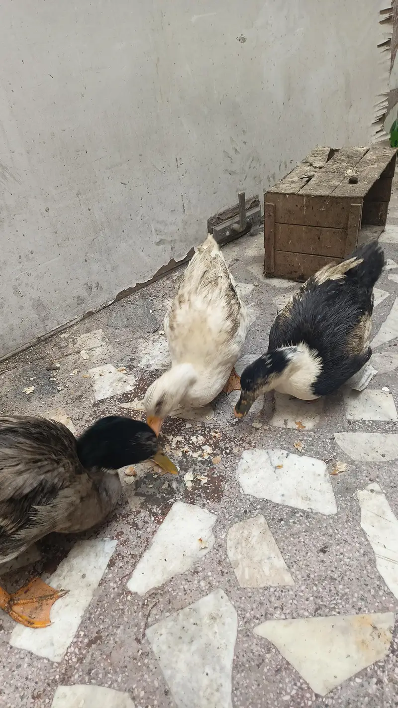 3 ducks for sale 1 male 2 female — photo 4