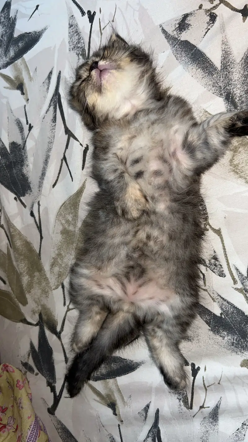 Female Persian kitten for Sale — photo 5
