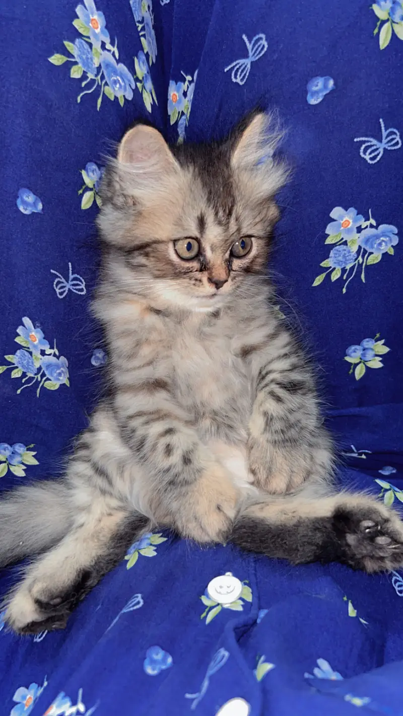 Female Persian kitten for Sale — photo 6