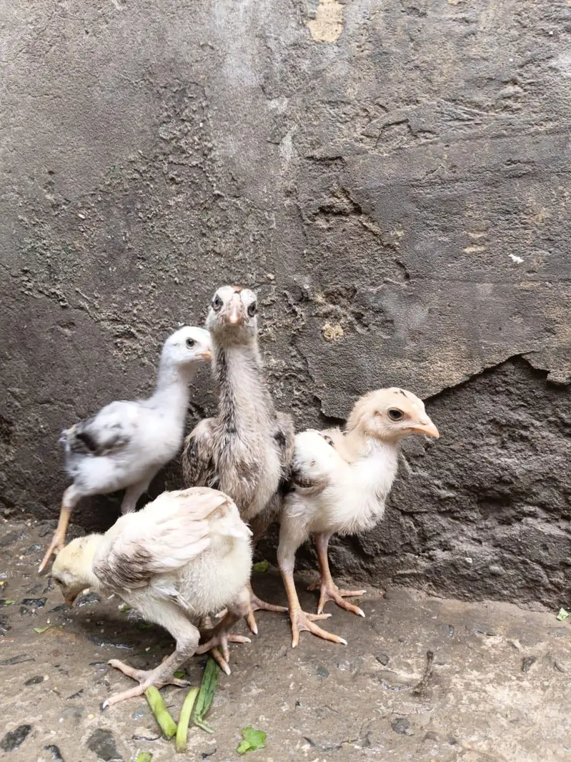Asil Mianwali Chicks  Pure Breed | Healthy Active Bachay — photo 2