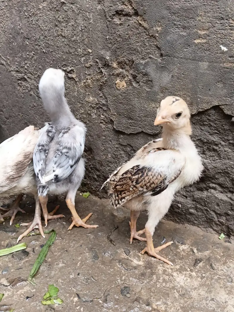 Asil Mianwali Chicks  Pure Breed | Healthy Active Bachay — photo 3