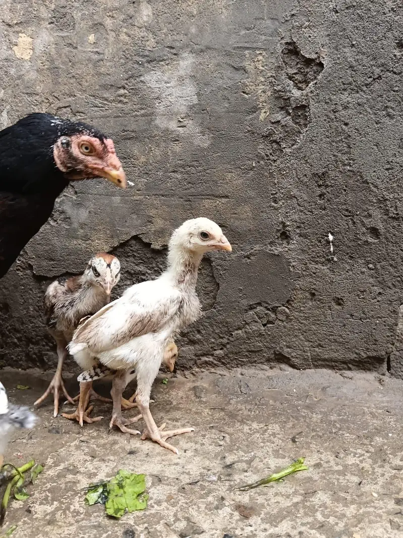 Asil Mianwali Chicks  Pure Breed | Healthy Active Bachay — photo 4