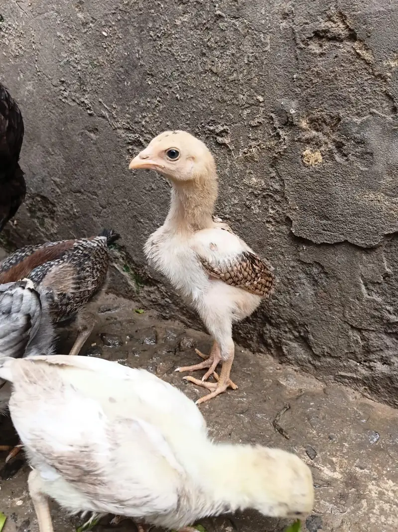 Asil Mianwali Chicks  Pure Breed | Healthy Active Bachay — photo 5