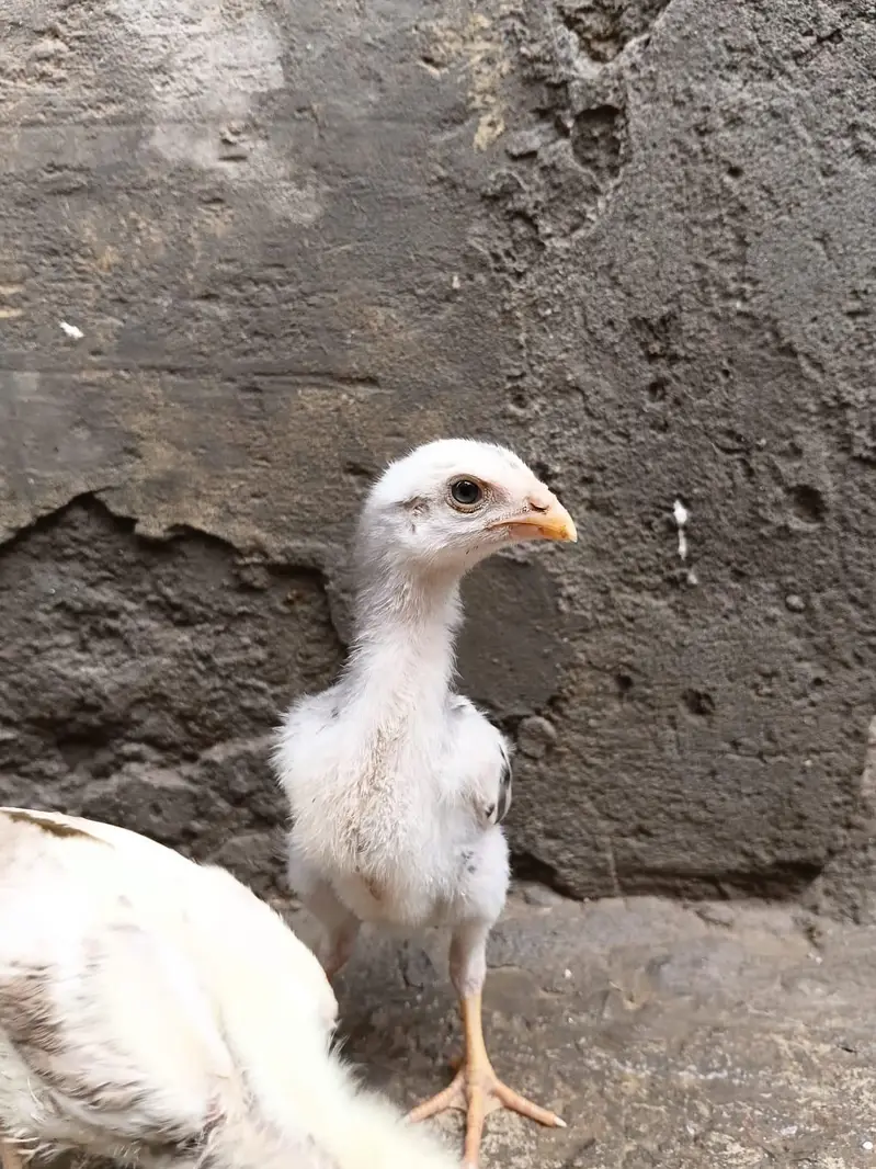 Asil Mianwali Chicks  Pure Breed | Healthy Active Bachay — photo 6