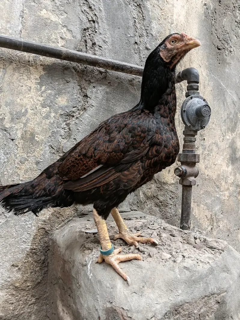 Asil Mianwali Chicks  Pure Breed | Healthy Active Bachay — photo 7