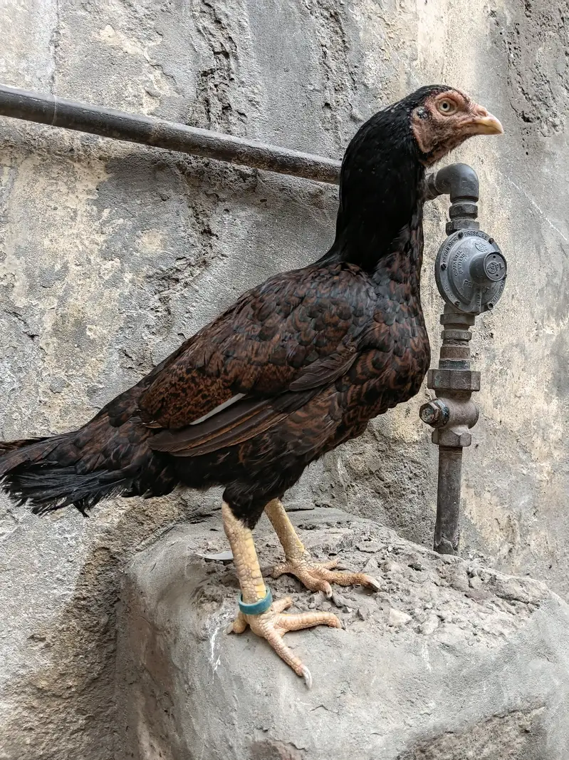 Asil Mianwali Chicks  Pure Breed | Healthy Active Bachay — photo 8