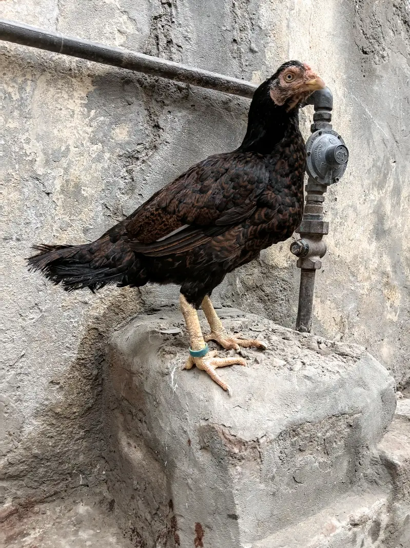 Asil Mianwali Chicks  Pure Breed | Healthy Active Bachay — photo 9