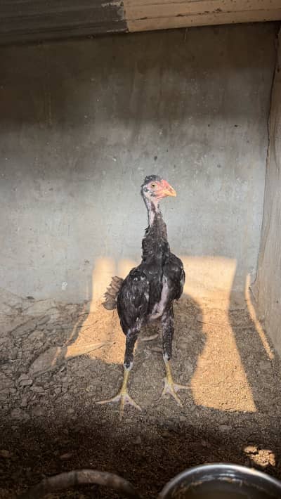 Aseel hens chikes for sale age 3 months
