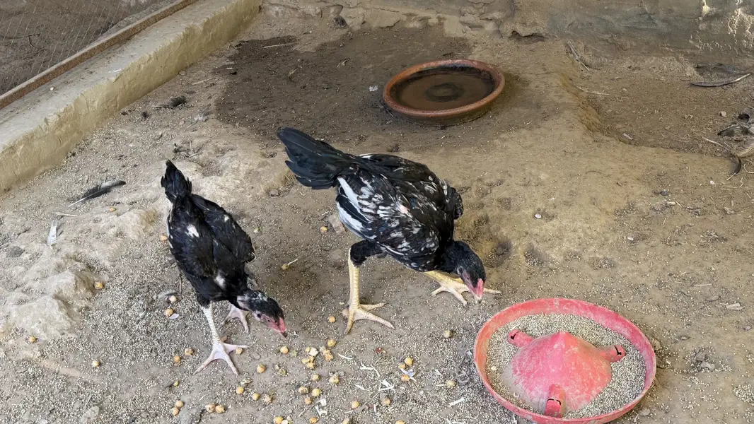 Aseel hens chikes for sale age 3 months — photo 2