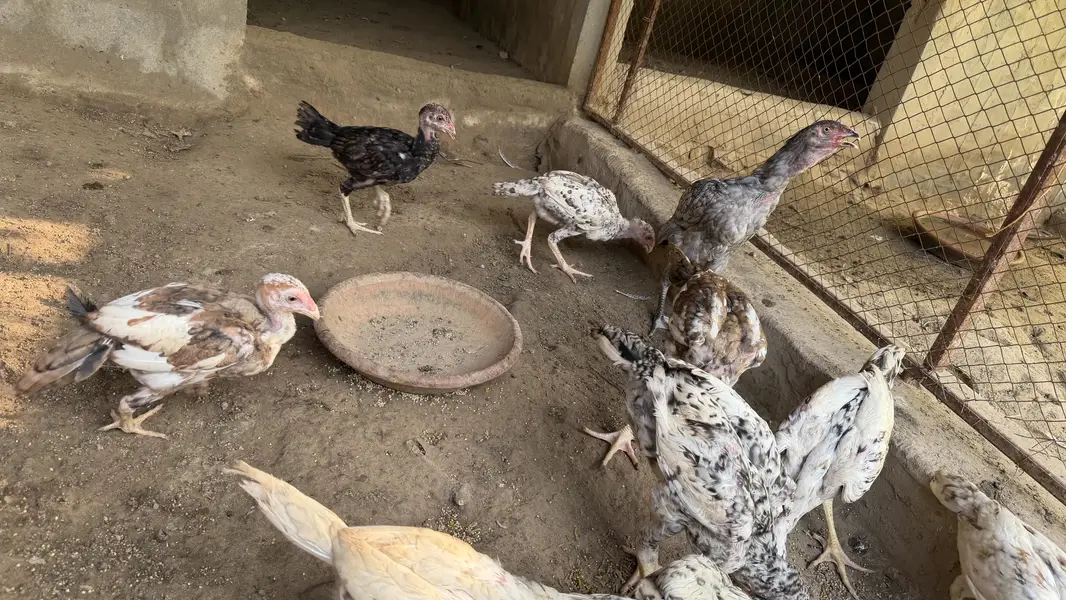 Aseel hens chikes for sale age 3 months — photo 3