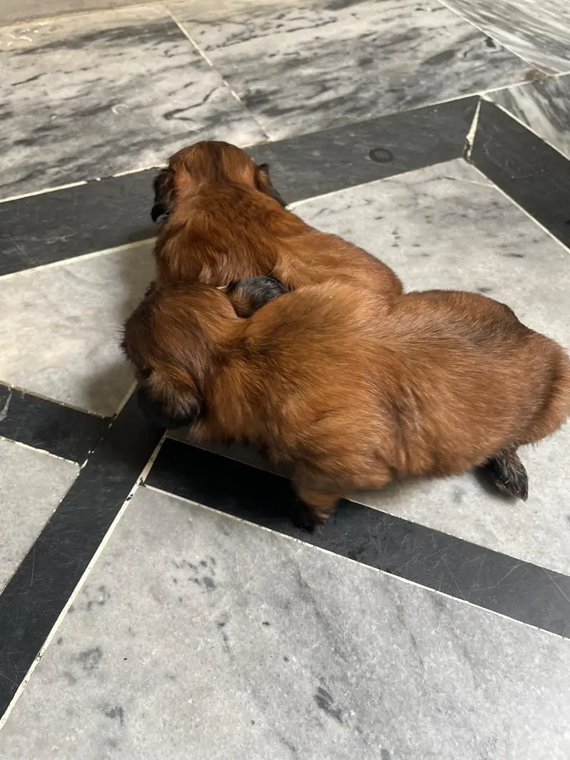 shihtzu puppies — photo 2