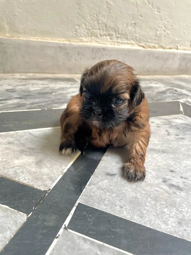 shihtzu puppies — photo 3