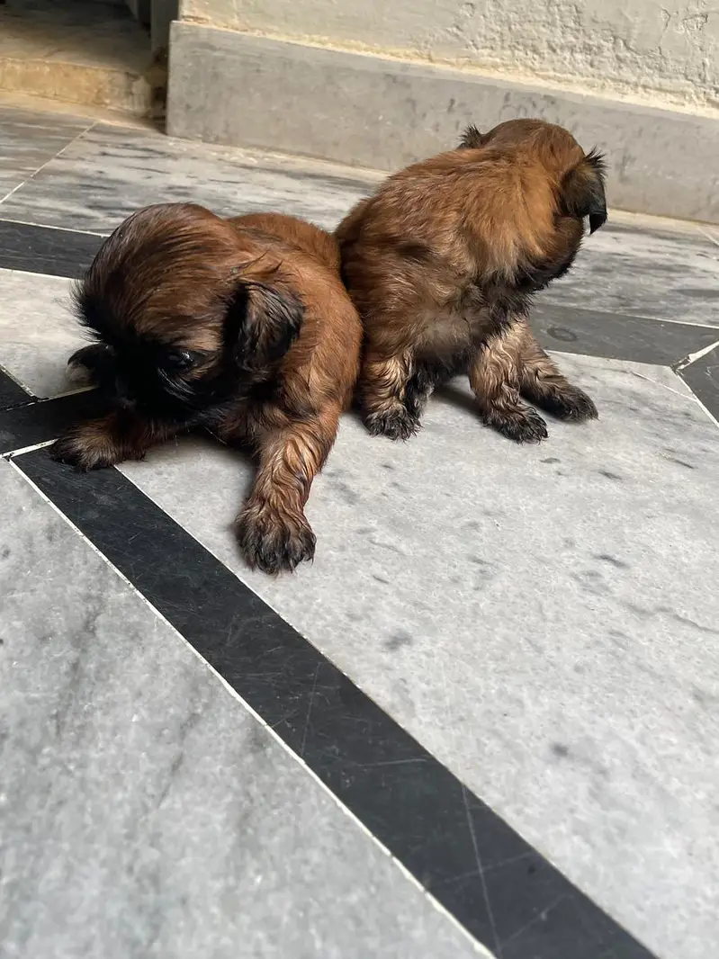 shihtzu puppies — photo 4