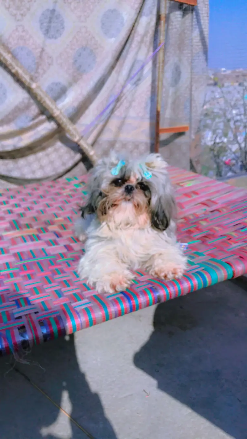 shihtzu puppies — photo 6