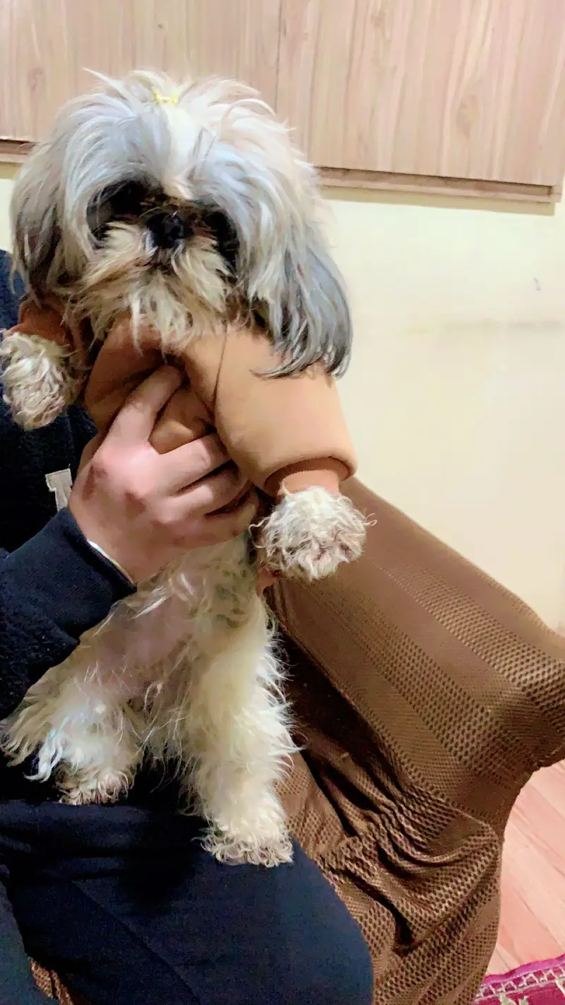shihtzu puppies — photo 7