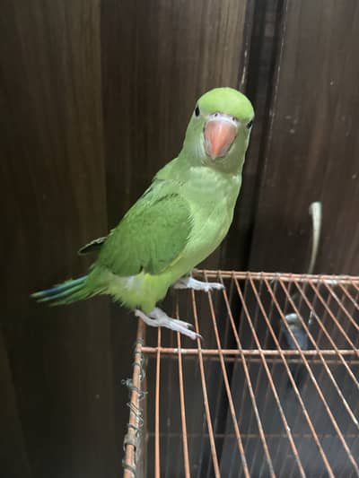 Ringneck parrot