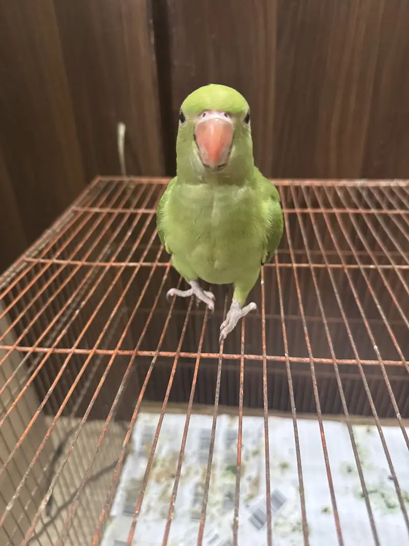 Ringneck parrot — photo 2