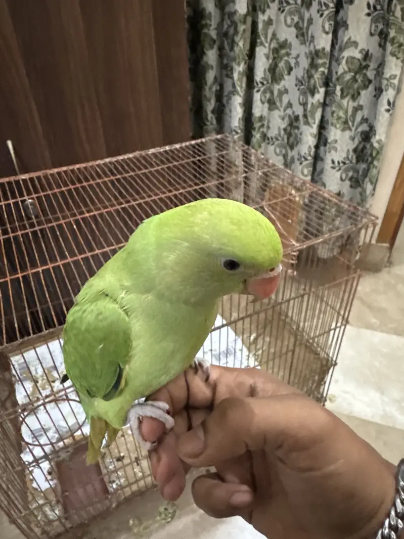 Ringneck parrot — photo 3
