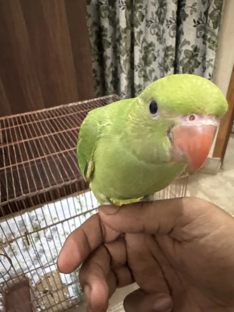 Ringneck parrot — photo 4
