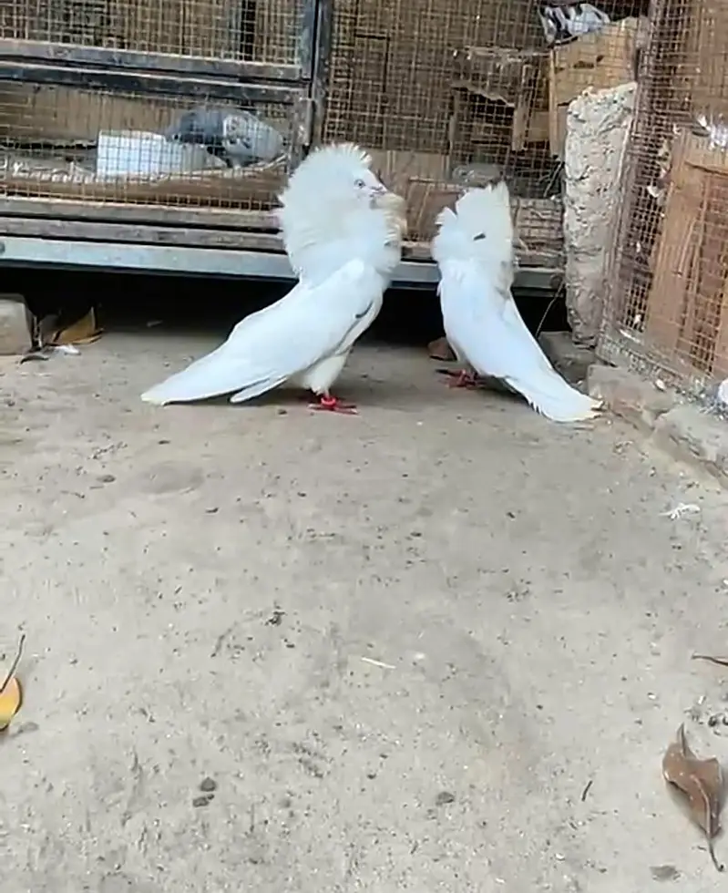 white Jacobin pair Whatsapp number 03461101225