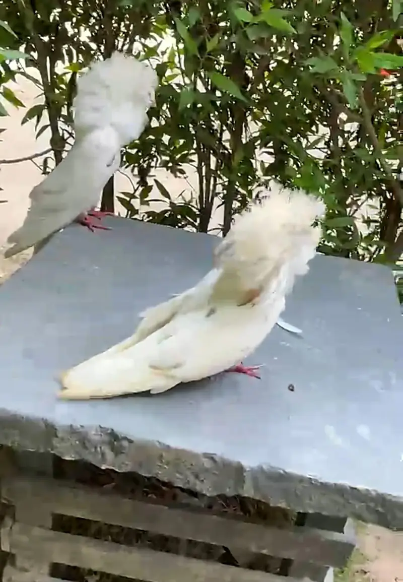 white Jacobin pair Whatsapp number 03461101225 — photo 2