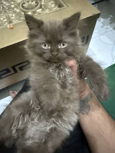 Persian cats