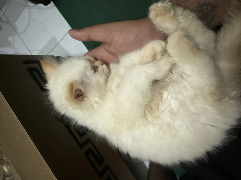 Persian cats — photo 2