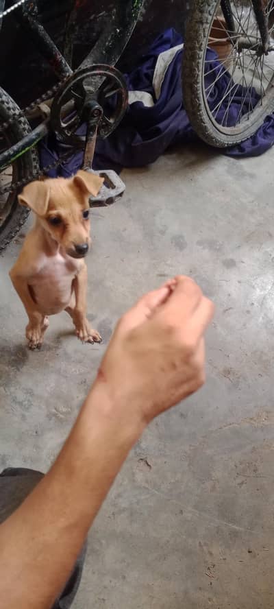 juawa dog