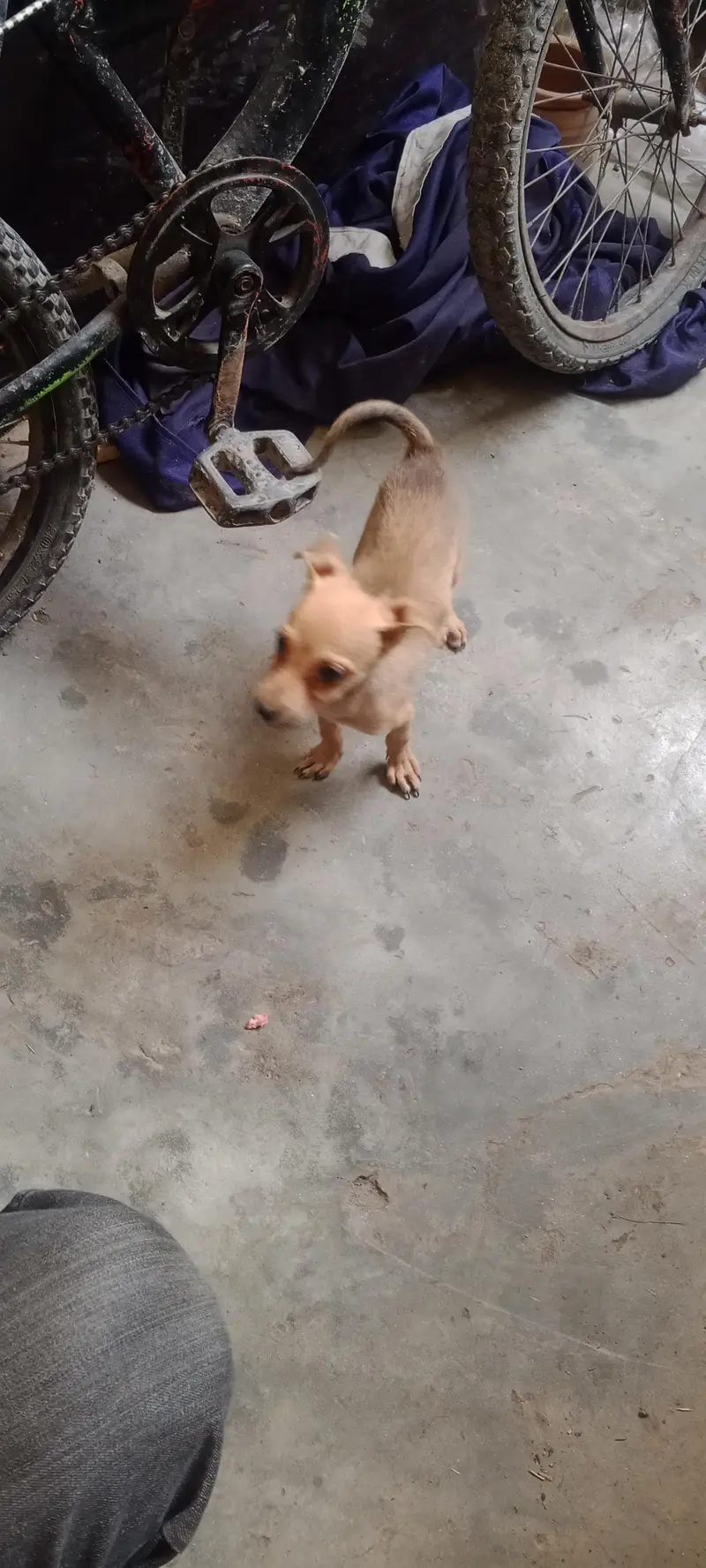 juawa dog — photo 2