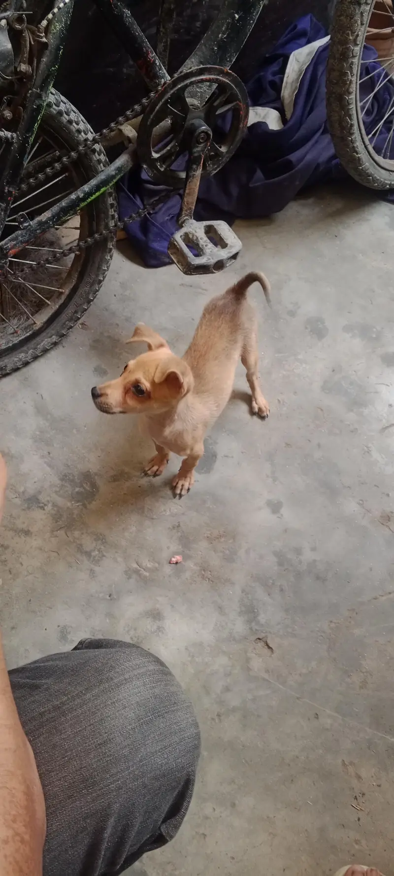 juawa dog — photo 3