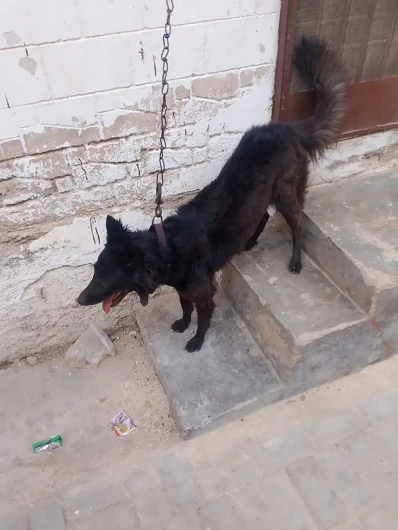 Belgium shepherd — photo 2