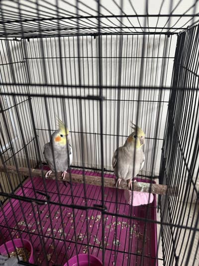 Breeder Cocktail