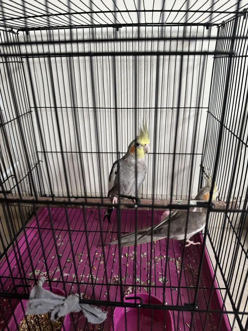 Breeder Cocktail — photo 3