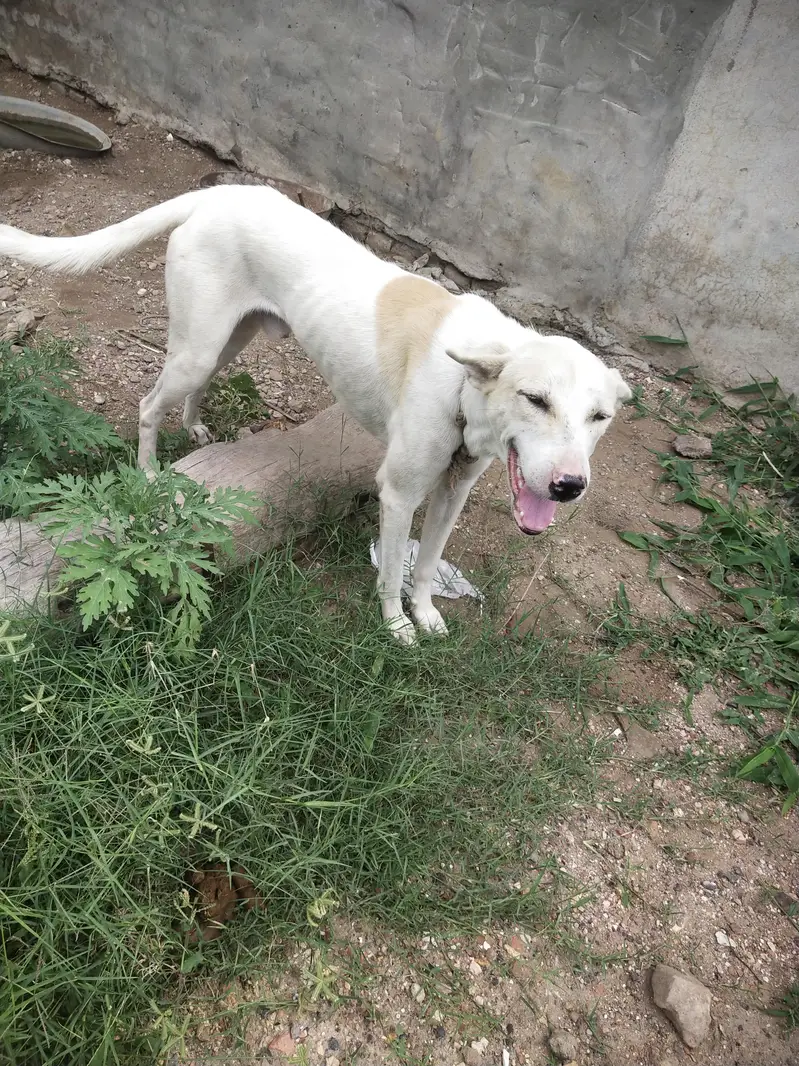 Katta Gultair Mix rakhi ky lie best ha — photo 2