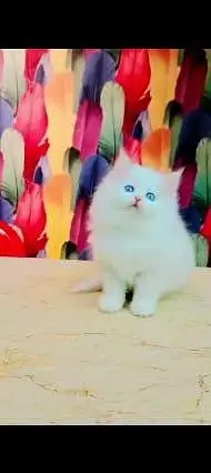 Persian cat for sale male or female my WhatsAppnumber33=44=59=12=04 — photo 2