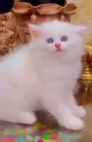Persian cat for sale male or female my WhatsAppnumber33=44=59=12=04 — photo 3