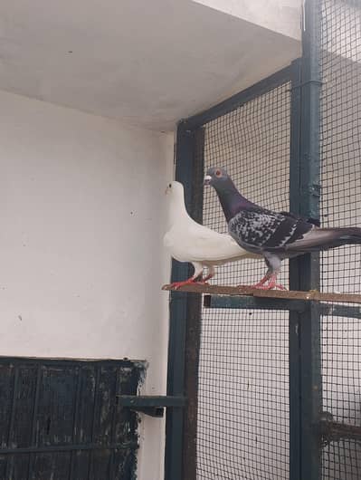 qasid 2 male healthy & active boht hobsurat male h breader