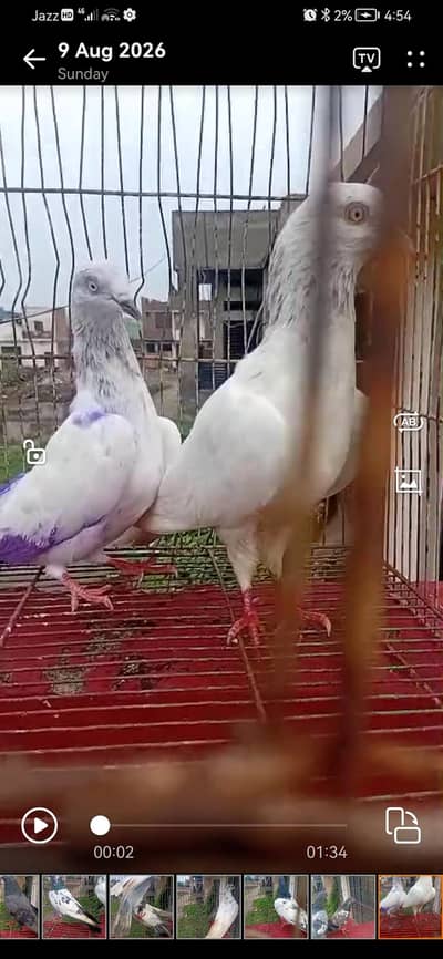 7 breeder  pairs03039576668