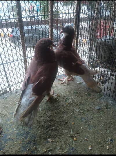 pigeons for sale